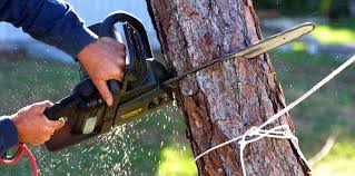 Best Emergency Tree Removal  in Muscoda, WI