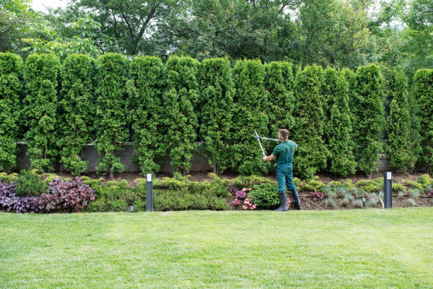 Best Lawn Drainage Solutions  in Muscoda, WI