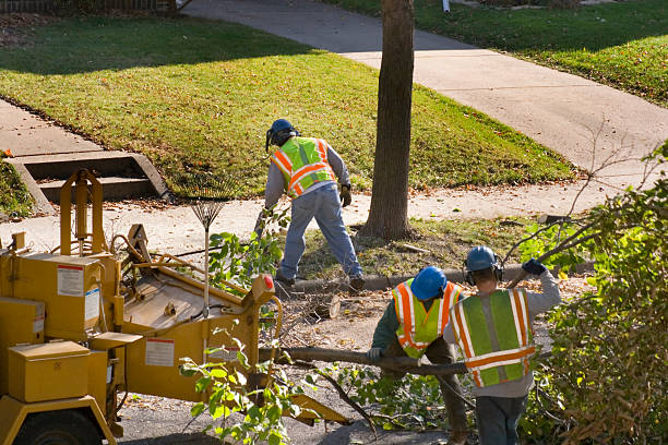 Best Stump Grinding and Removal  in Muscoda, WI